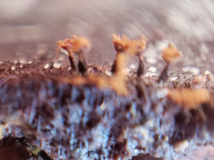Trichia botrytis