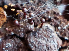 Trichia botrytis
