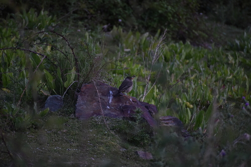 Austral Thrush (Turdus falcklandii), photo 3