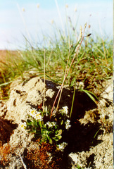 Draba hirta