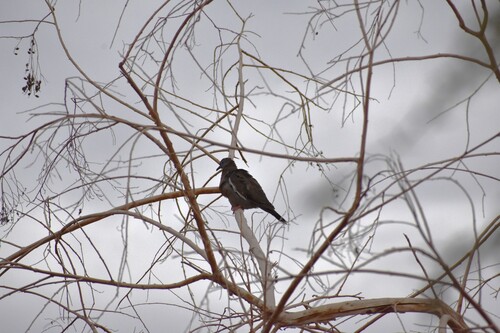West Peruvian Dove (Zenaida meloda), photo 3