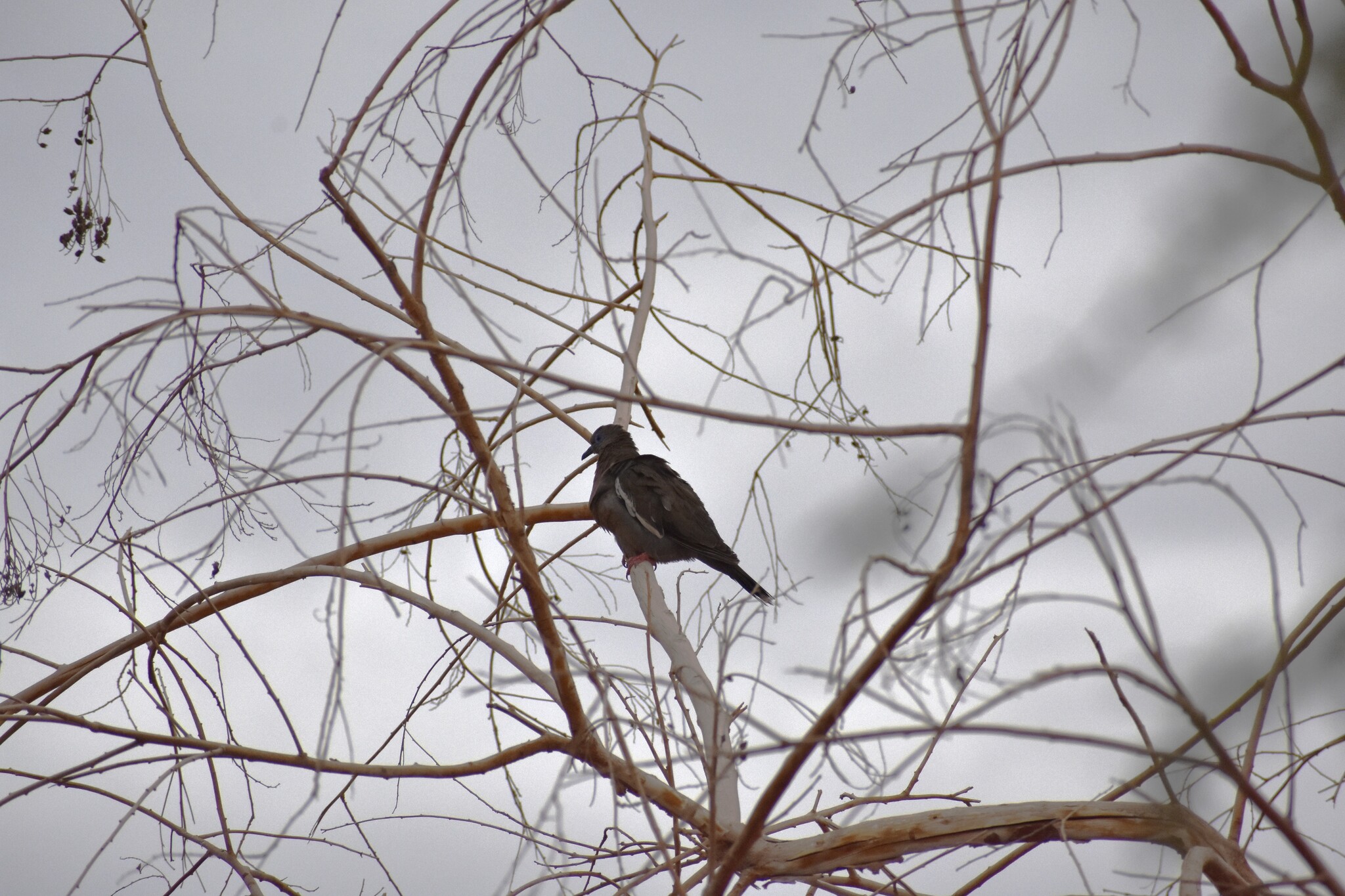 West Peruvian Dove (Zenaida meloda), photo 3