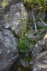 Draba hirta
