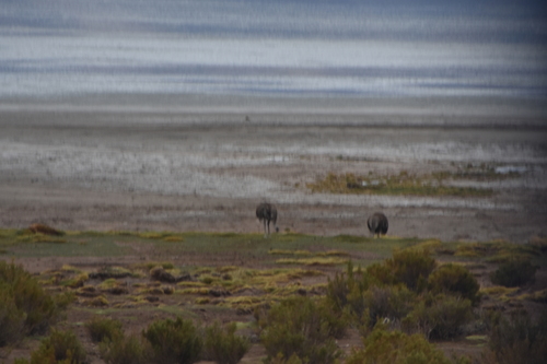Lesser Rhea (Rhea pennata), photo 4