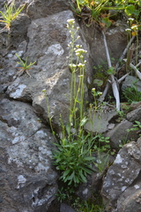 Draba hirta
