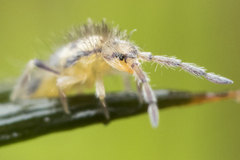 Entomobrya triangularis