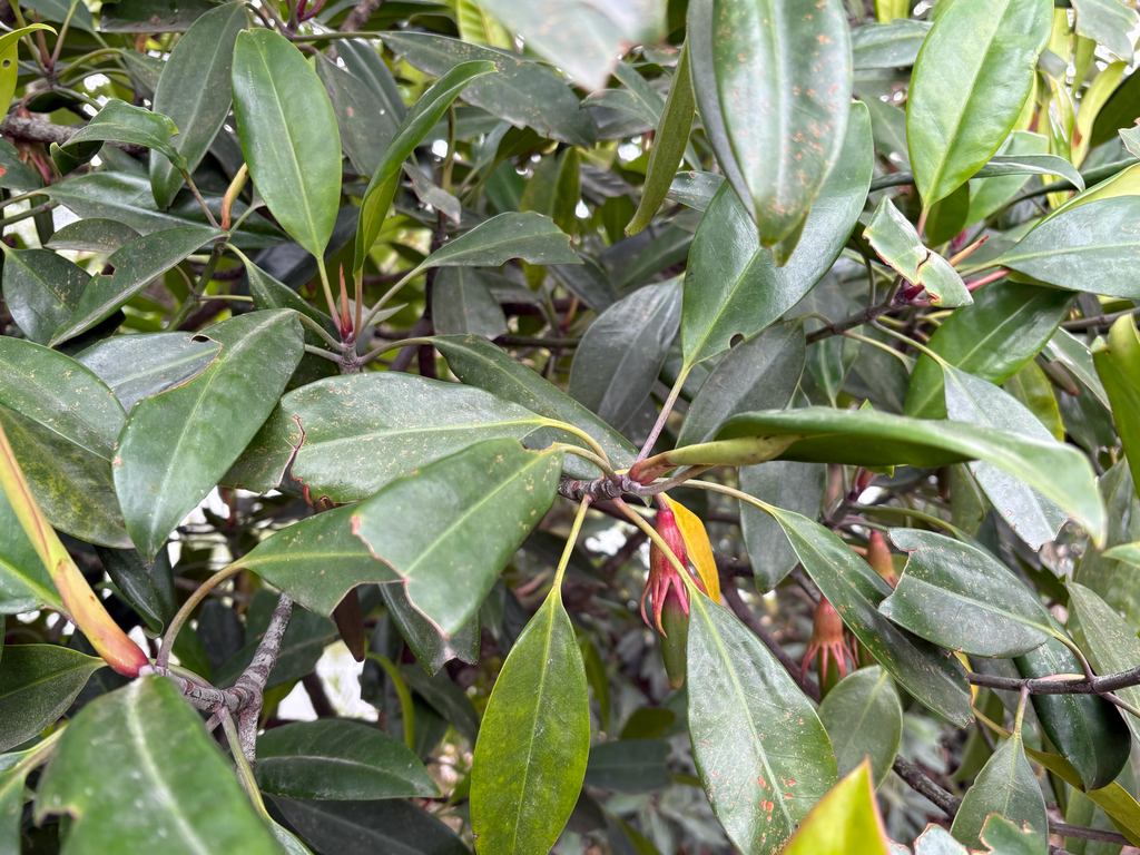 Vẹt dù – Bruguiera gymnorhiza