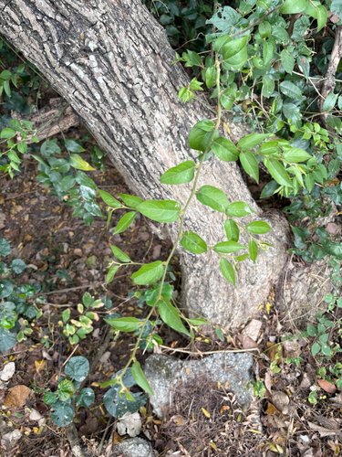 Rheed's False Olive (Cansjera rheedei)