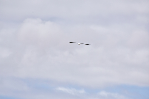 Andean Gull (Chroicocephalus serranus), photo 4