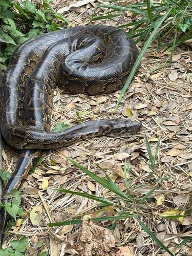 Burmese Python