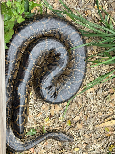 Burmese Python