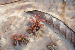 Drosera amazonica