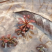 Drosera amazonica - Photo (c) Arthur Gomes, some rights reserved (CC BY-NC-SA), uploaded by Arthur Gomes