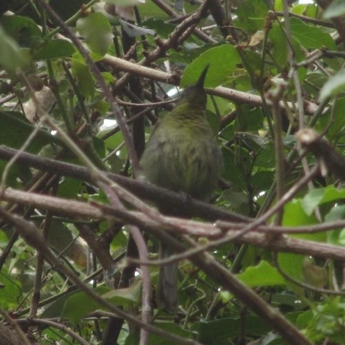 Olive Sunbird (Cyanomitra olivacea), photo 1