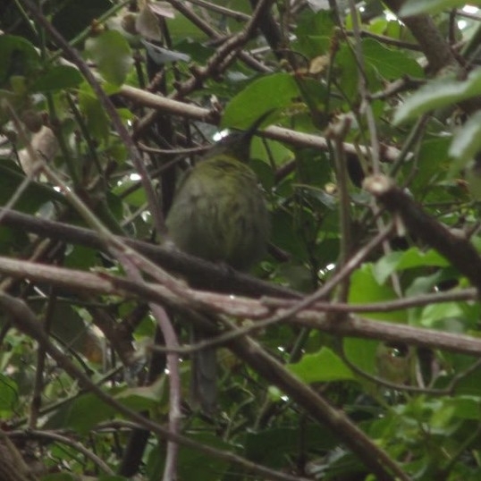 Olive Sunbird (Cyanomitra olivacea), photo 2