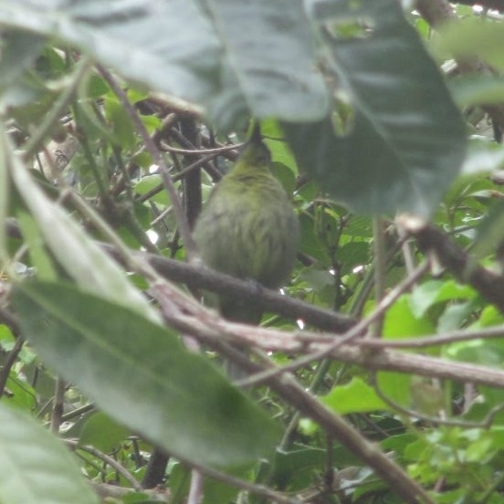 Olive Sunbird (Cyanomitra olivacea), photo 3