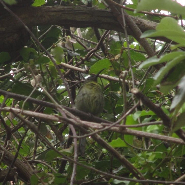 Olive Sunbird (Cyanomitra olivacea), photo 4
