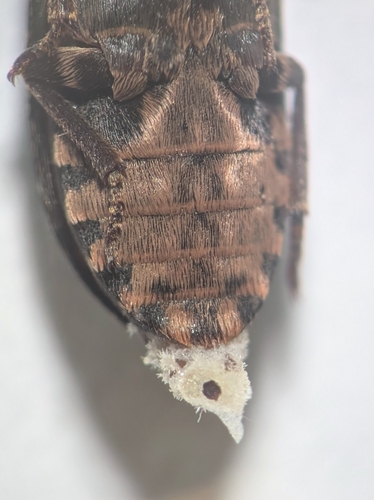 Dermestes erichsoni