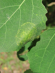 Phyllonorycter apparella