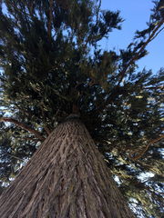 Cupressus cashmeriana
