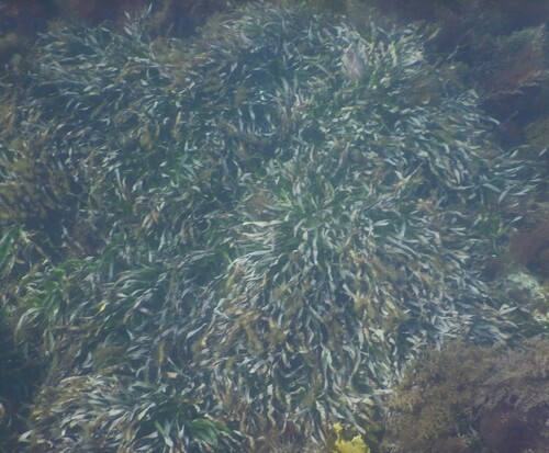 fibre-ball weed (Posidonia australis)