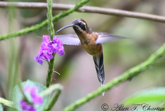 Phaethornis atrimentalis