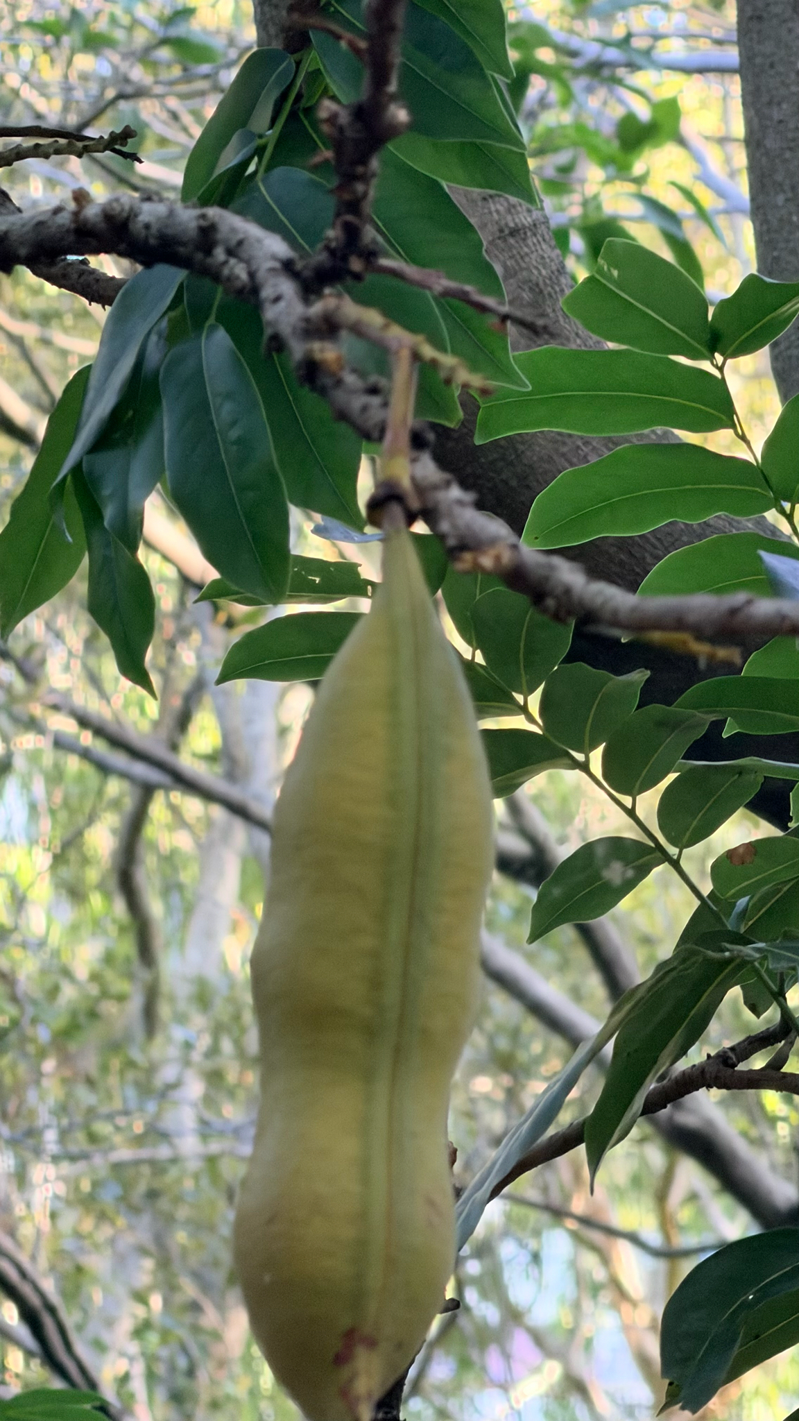 Blackbean (Castanospermum australe)