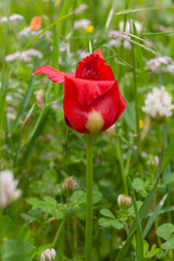 Tulipa agenensis