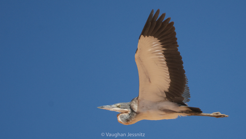 iNaturalist: (c) Vaughan Jessnitz, some rights reserved (CC BY-NC), uploaded by Vaughan Jessnitz iNaturalist image