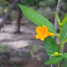 Turnera acuta - Photo (c) Arthur Gomes, some rights reserved (CC BY-NC-SA), uploaded by Arthur Gomes