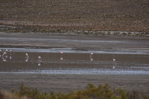 Andean Flamingo (Phoenicoparrus andinus), photo 10