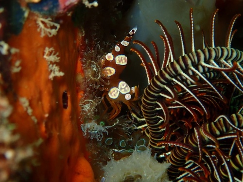 Squat Anemone Shrimp