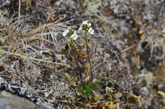 Draba hirta