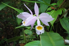 Cattleya wallisii