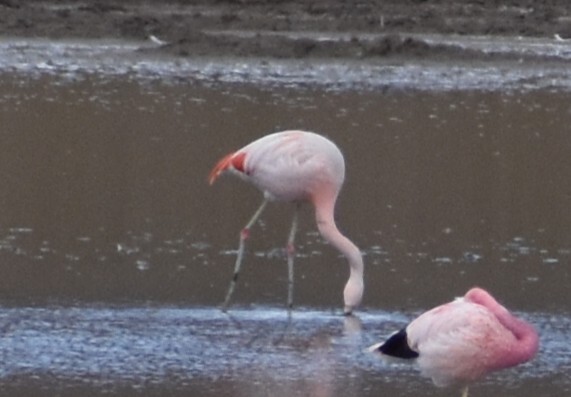 Chilean Flamingo (Phoenicopterus chilensis), photo 4