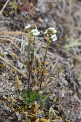 Draba hirta