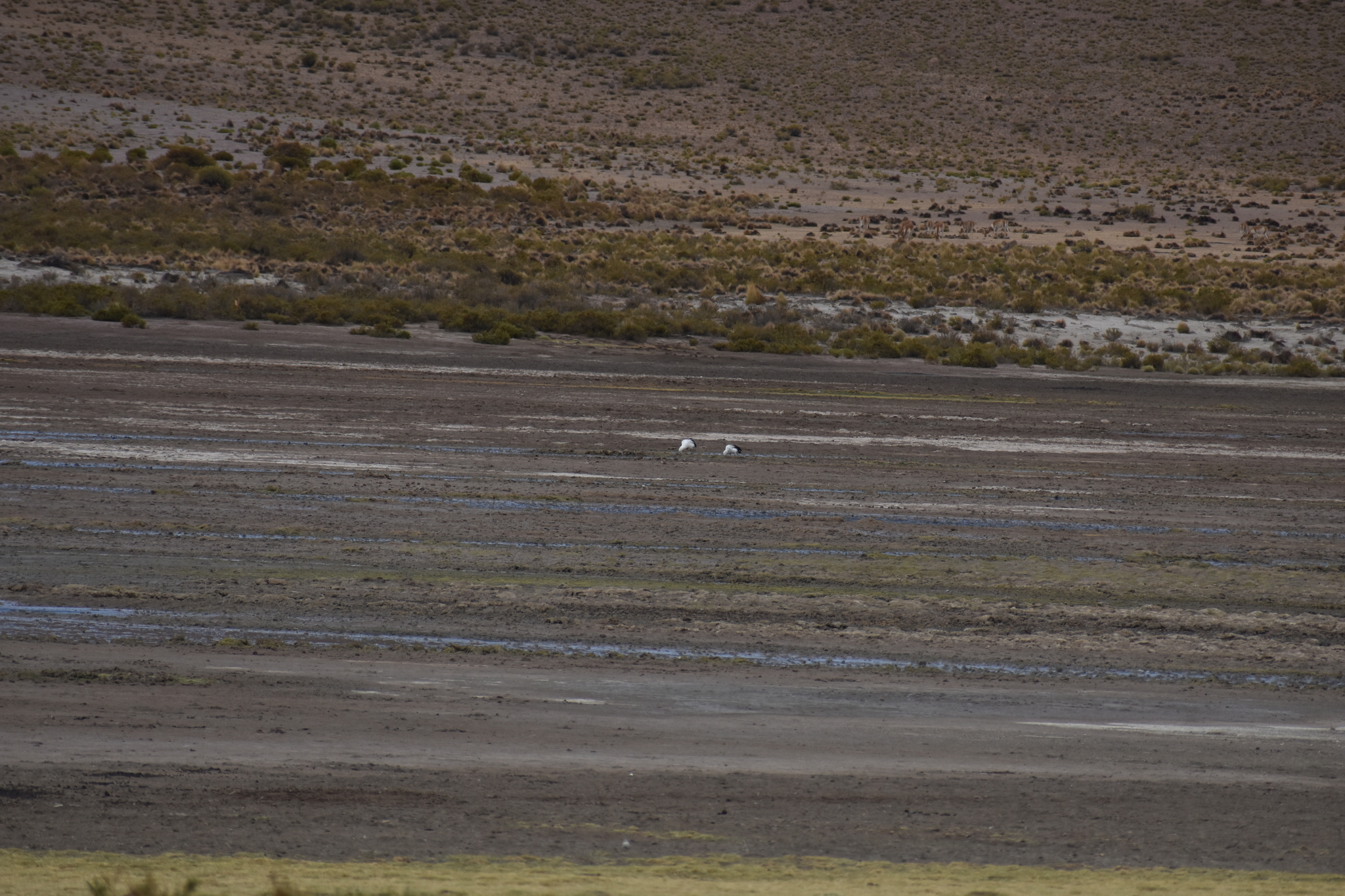 Andean Goose (Chloephaga melanoptera), photo 2