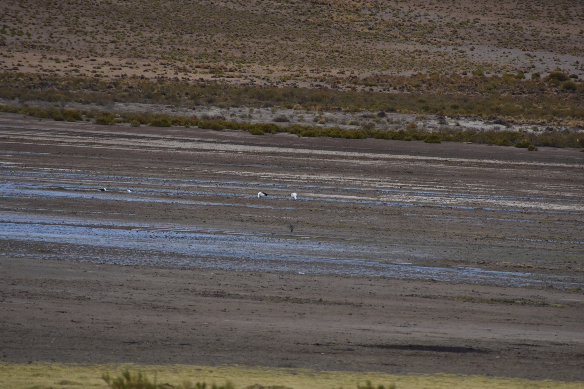 Andean Goose (Chloephaga melanoptera), photo 3