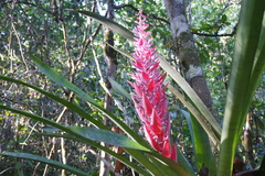 Aechmea vallerandii