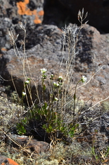Draba hirta