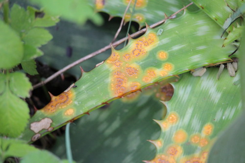 Uromyces aloes observed 2026-01-21