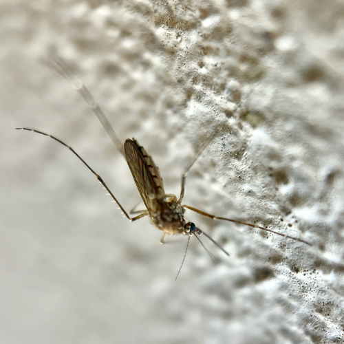 Unknown species found near Jefferson Hwy, New Orleans, LA, US