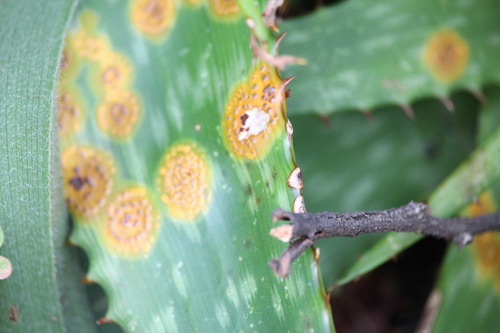 Uromyces aloes observed 2026-01-21