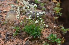 Draba hirta