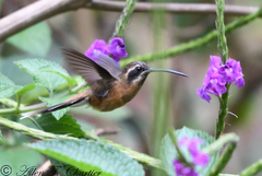 Phaethornis atrimentalis
