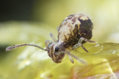 Ptenothrix maculosa