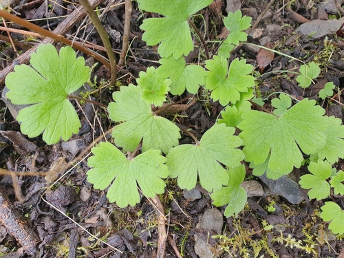 Roundleaf geranium