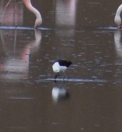 Andean Avocet (Recurvirostra andina), photo 2