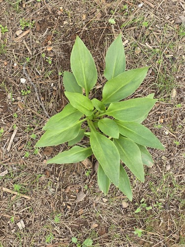 Biarum dispar