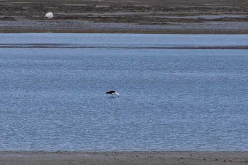 Andean Avocet (Recurvirostra andina)